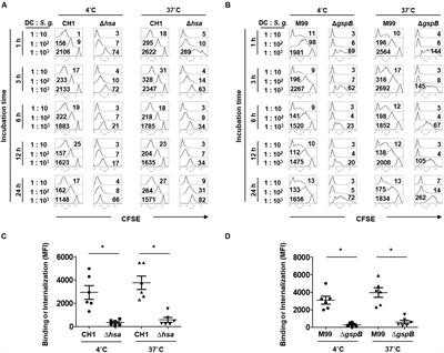 Serine-Rich Repeat Adhesins Contribute to Streptococcus gordonii-Induced Maturation of Human Dendritic Cells